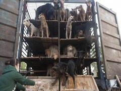 Hurting animals is unacceptable': Protests in Iran after viral video of stray dogs being killed-Living News , Firstpost Hurting animals is unacceptable': Protests in Iran after viral video of stray dogs being killed-Living News , Firstpost