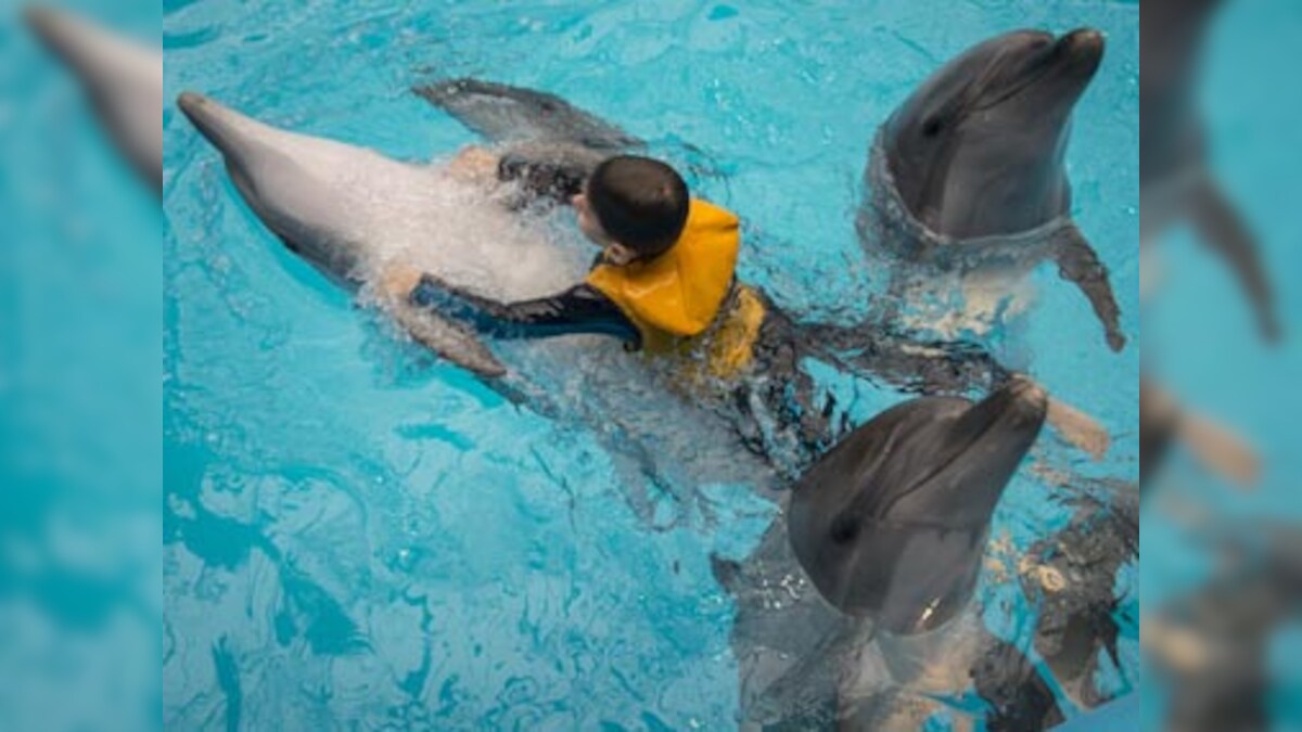 Unlikely couple: Male dolphin falls in love with female researcher –  Firstpost