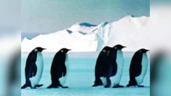 From Faking News: Modi to give speech in Antarctica to improve ties with penguins