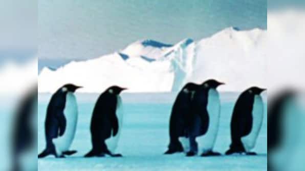 From Faking News: Modi to give speech in Antarctica to improve ties with penguins