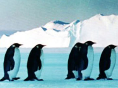 From Faking News: Modi to give speech in Antarctica to improve ties with penguins From Faking News: Modi to give speech in Antarctica to improve ties with penguins