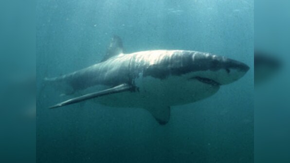 Not Godzilla, not kraken. So, what ate this massive white shark?