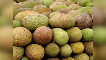 Delhi: Police form team to find 'stolen' jackfruits from MP's house 