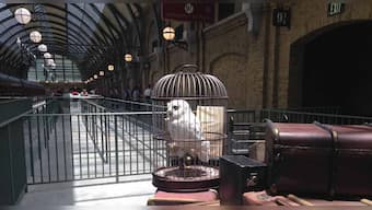 Hedwig, Gringotts and fire-breathing dragons: The all new Harry Potter-Diagon Alley theme park