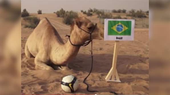 World Cup: After Paul the Octopus, 'Shaheen The Camel' turns soothsayer 
