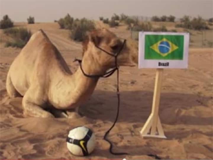 World Cup: After Paul the Octopus, 'Shaheen The Camel' turns soothsayer 