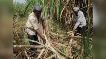 Sugar import duty raised to 25 percent to protect mills