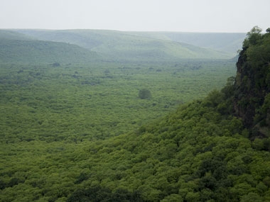 200 crore roadside trees: How Nitin Gadkari's math is flawed 200 crore roadside trees: How Nitin Gadkari's math is flawed