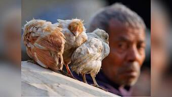 How much antibiotics do Indians consume with 240 cr chicken a year?