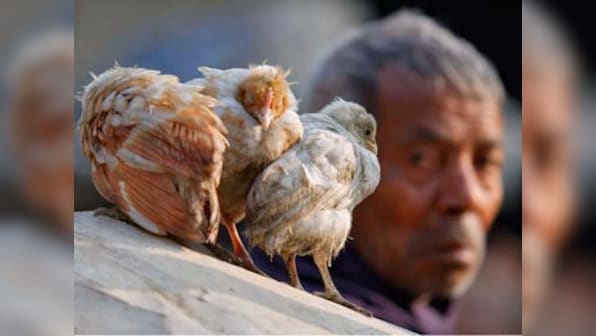 Animal abuse stems from eating meat: Non-vegetarians must understand what they are responsible for
