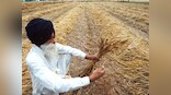 India won't back WTO protocol unless food subsidy concerns addressed