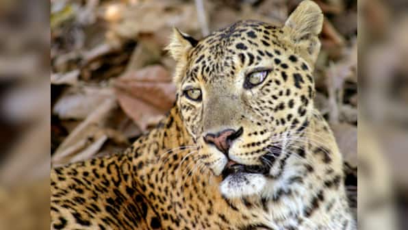 Leopard enters IIT Bombay campus; area cordoned off