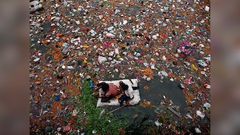 Around 88 percent of ocean surfaces damaged by plastic: Study