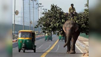 In Delhi? Now you can book and track your auto on 'Pooch-O'