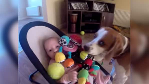 Here's how you say sorry to a baby: A cute beagle shows you – Firstpost