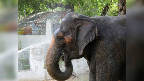 Elephant cries after he is freed from captivity