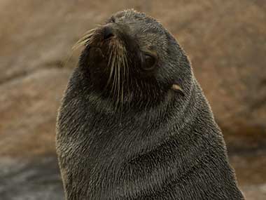 Climate change-linked food shortage ravaging Antarctic fur seals, says study Climate change-linked food shortage ravaging Antarctic fur seals, says study