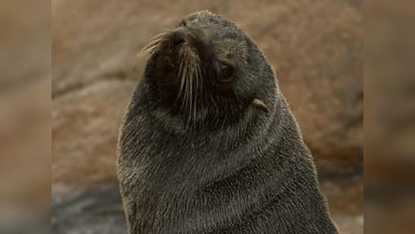 Climate change-linked food shortage ravaging Antarctic fur seals, says study