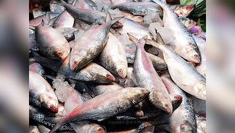 Hilsa drought: Is El Nino causing short supply of Bengal's ilish?