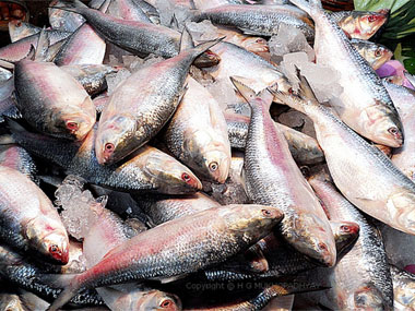 Hilsa drought: Is El Nino causing short supply of Bengal's ilish? Hilsa drought: Is El Nino causing short supply of Bengal's ilish?