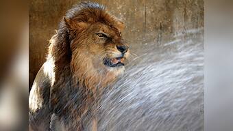 Four lions died on railway tracks in Gir till June this year