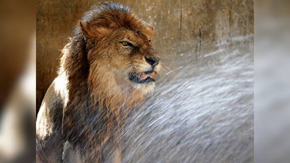 Four lions died on railway tracks in Gir till June this year