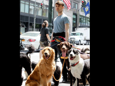 Viral photo: Here's why Daniel Radcliffe has turned into a dog walker Viral photo: Here's why Daniel Radcliffe has turned into a dog walker