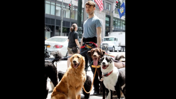 Viral photo: Here's why Daniel Radcliffe has turned into a dog walker 