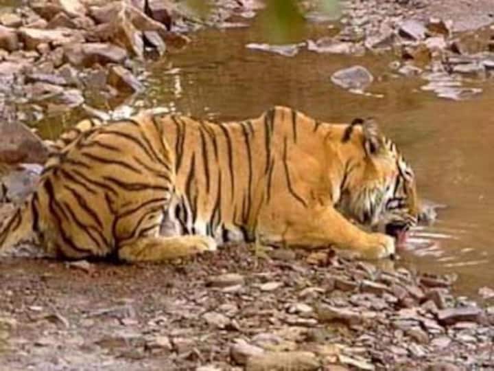 Maharashtra gets its 6th tiger sanctuary at Bor, off Nagpur