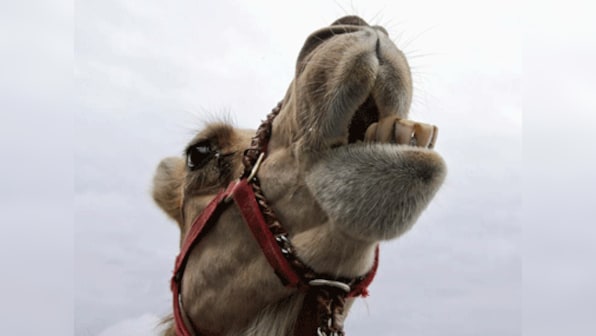 Stubborn camel refuses to move off Delhi- Mumbai railway track for 3 hours