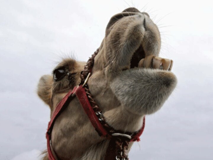 Stubborn camel refuses to move off Delhi- Mumbai railway track for 3 hours