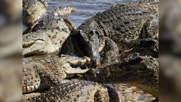 Odisha: Crocodiles attack, drag off two women in two weeks
