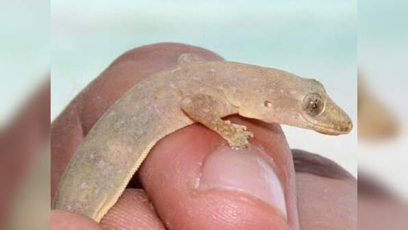 Geckos can turn stickiness of their feet on and off
