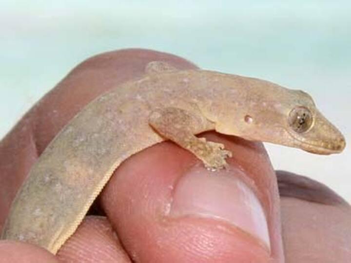 Geckos can turn stickiness of their feet on and off