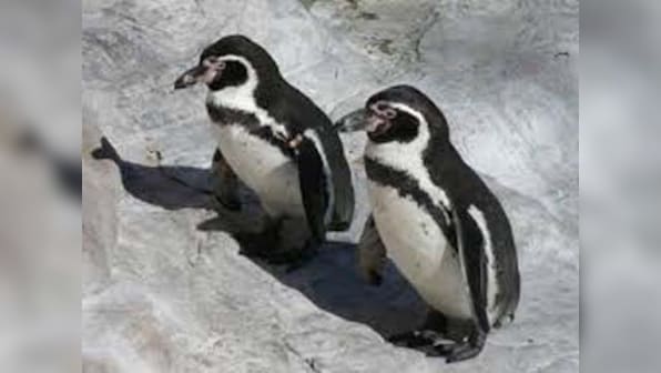 Byculla Zoo to buy 6 Humboldt penguins for Rs 2.40 cr 