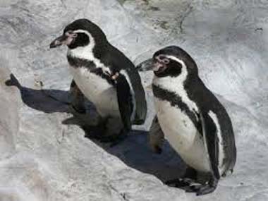 Identifying traits of animals that are similar to human beings will help people empathise with birds and beasts Identifying traits of animals that are similar to human beings will help people empathise with birds and beasts