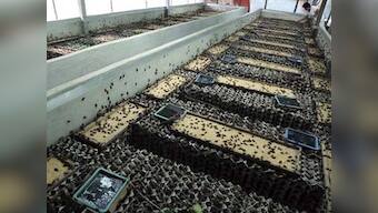 Cost effective insect farming saves poor Thai farmers