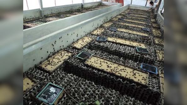 Cost effective insect farming saves poor Thai farmers