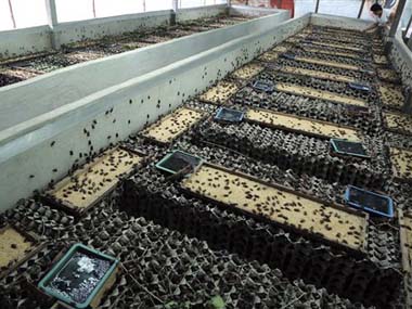 Small Insect Farm Cost effective insect farming saves poor Thai farmers – Firstpost