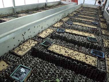Cost effective insect farming saves poor Thai farmers