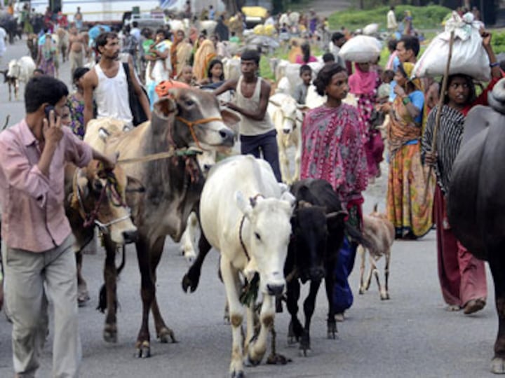 Kosi flood threat: People would rather swim holding tails of buffaloes than evacuate