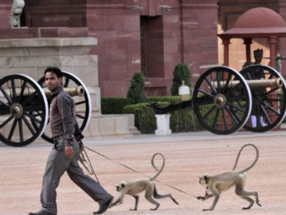 Monkey business: Delhi gets cutouts of langurs to ease menace