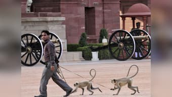 Delhi: Human-langurs to scare away monkeys thronging Parliament