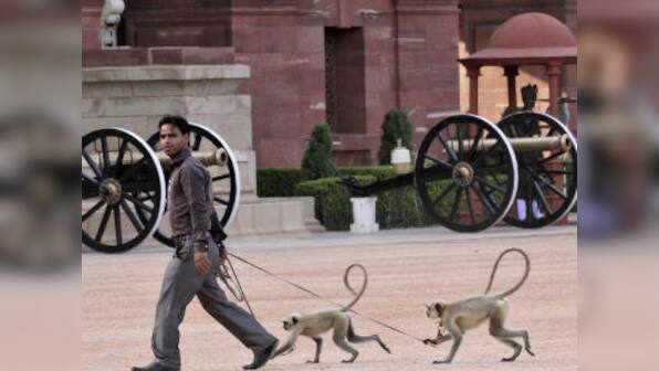 Delhi: Human-langurs to scare away monkeys thronging Parliament