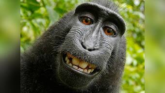 Selfie by a monkey: Why Wikipedia won't delete this one picture 
