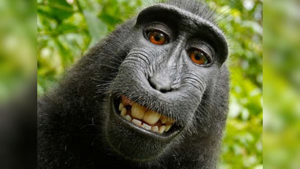 Selfie by a monkey: Why Wikipedia won't delete this one picture 