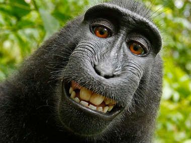 Selfie by a monkey: Why Wikipedia won't delete this one picture  Selfie by a monkey: Why Wikipedia won't delete this one picture