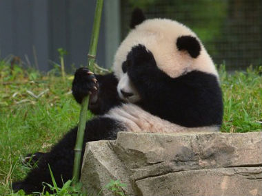 Whoa! Panda accused of faking pregnancy to get five-star treatment Whoa! Panda accused of faking pregnancy to get five-star treatment