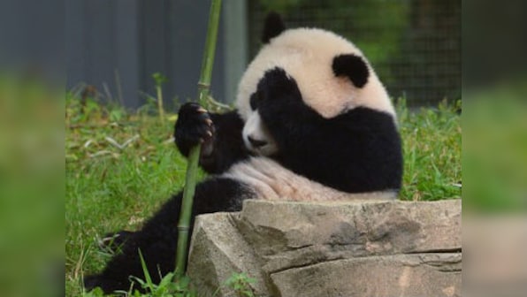 China: Panda accused of faking pregnancy to try and get more food 