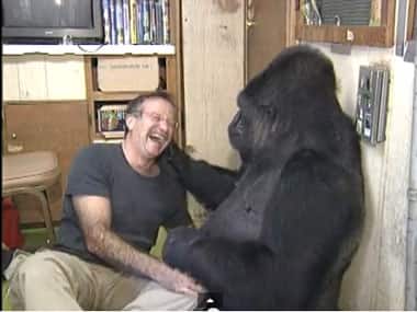 Robin Williams with Koko. Courtesy: YouTube
